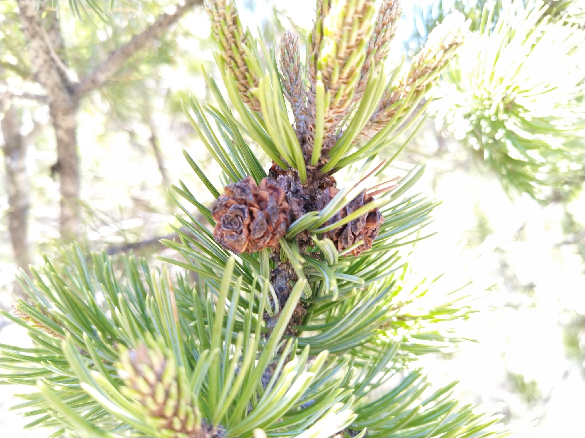 Pinus cembroides